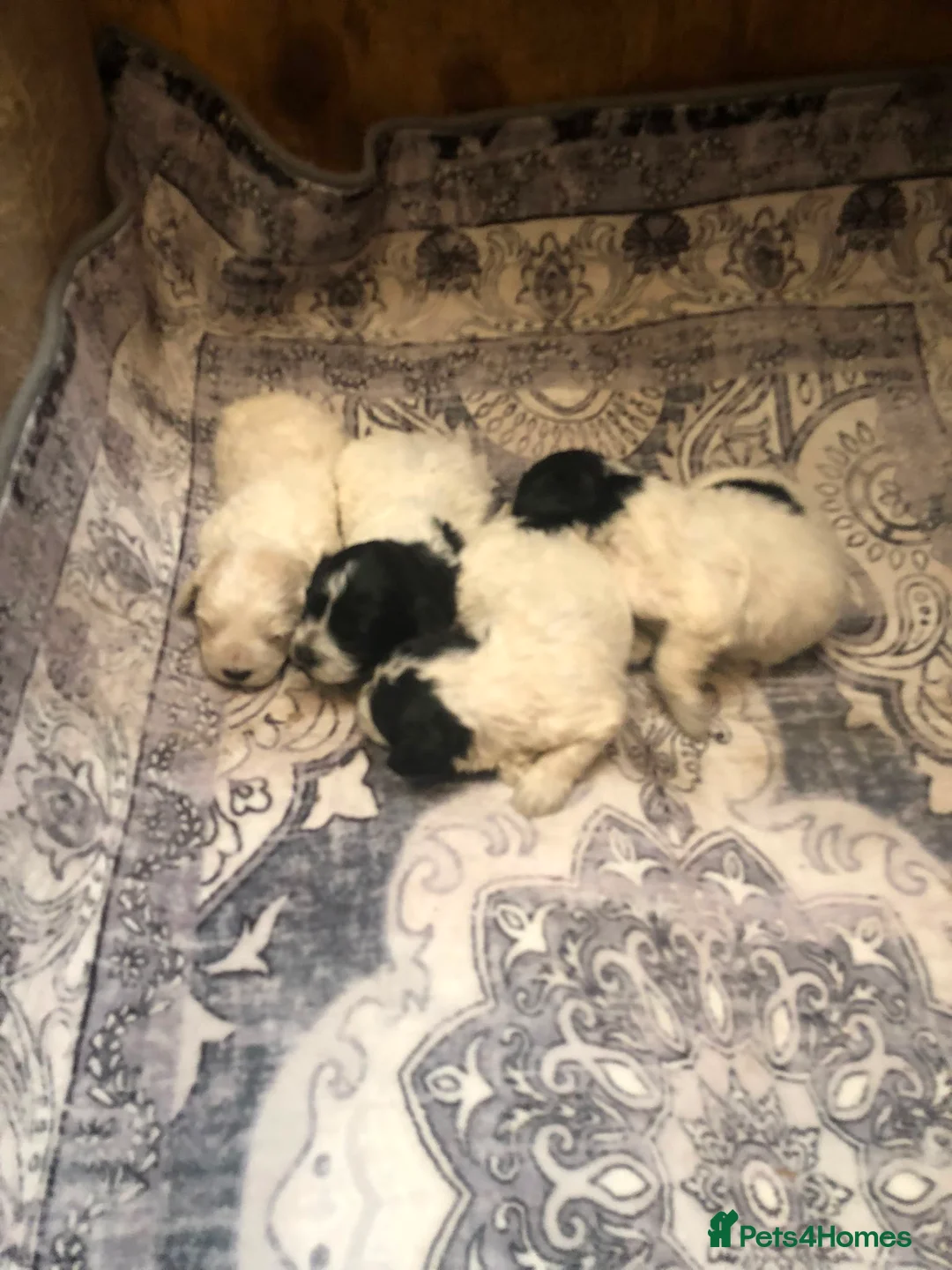 Mixed Breed dogs for sale: Romagnolo Lagotto cross bichon  - Advert 2