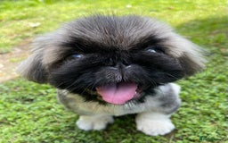 Pekingese dogs for sale: 🩵 KC reg Pekingese Puppy 🩵 - Image 3