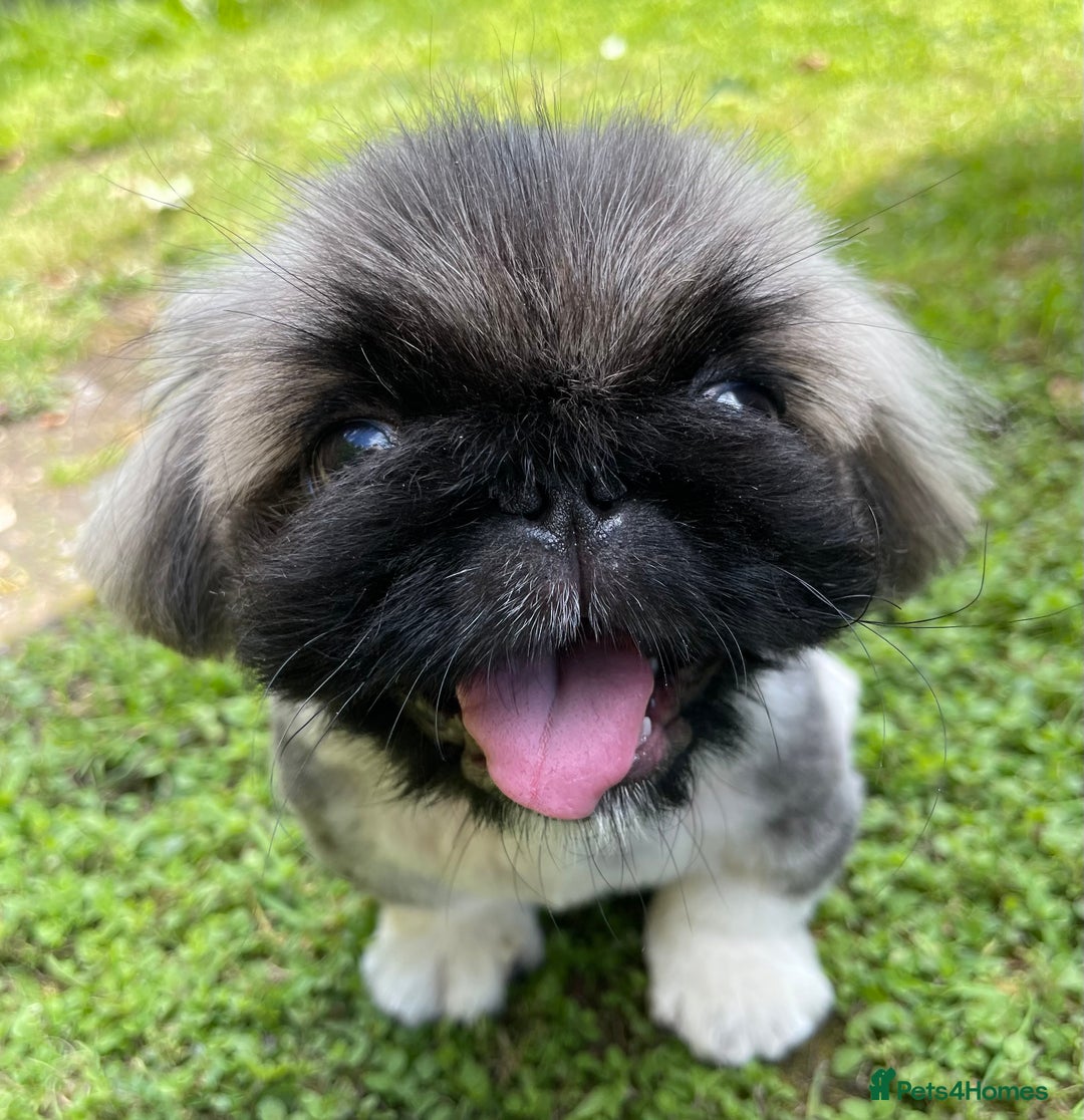 Pekingese dogs for sale: 🩵 KC reg Pekingese Puppy 🩵 - Image 3