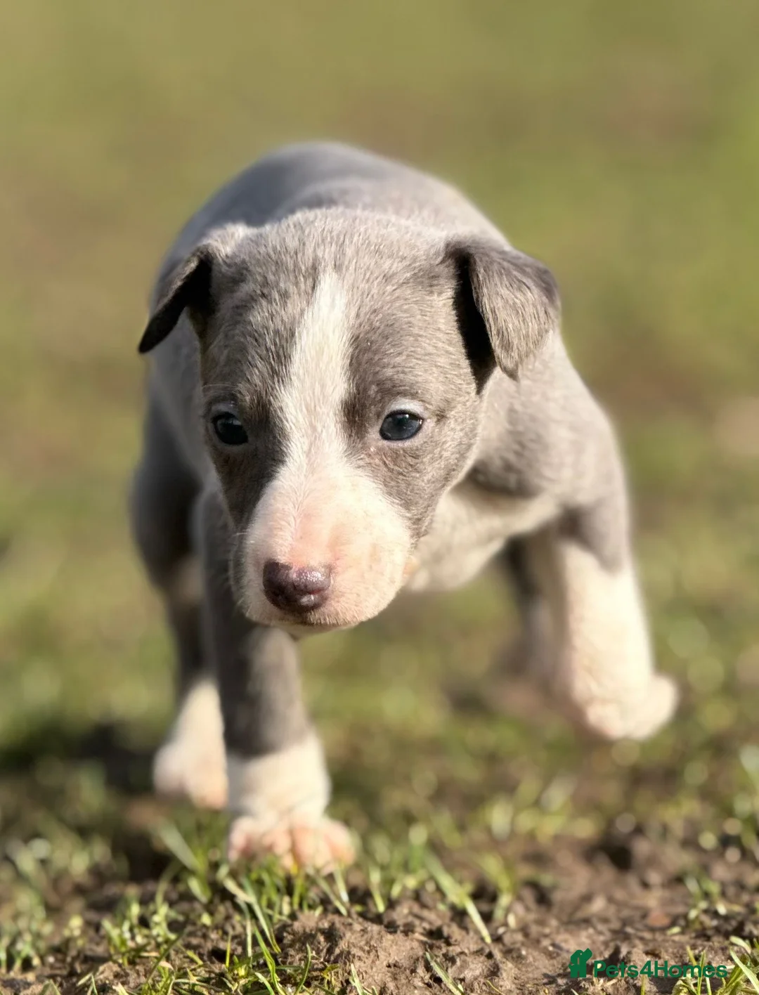 Whippet dogs for sale: Kc whippets  - Advert 5