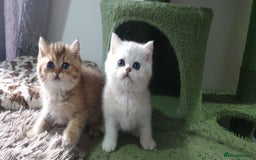 British Shorthair cats for sale: Stunning GCCF British Shorthair Kittens. - Image 16