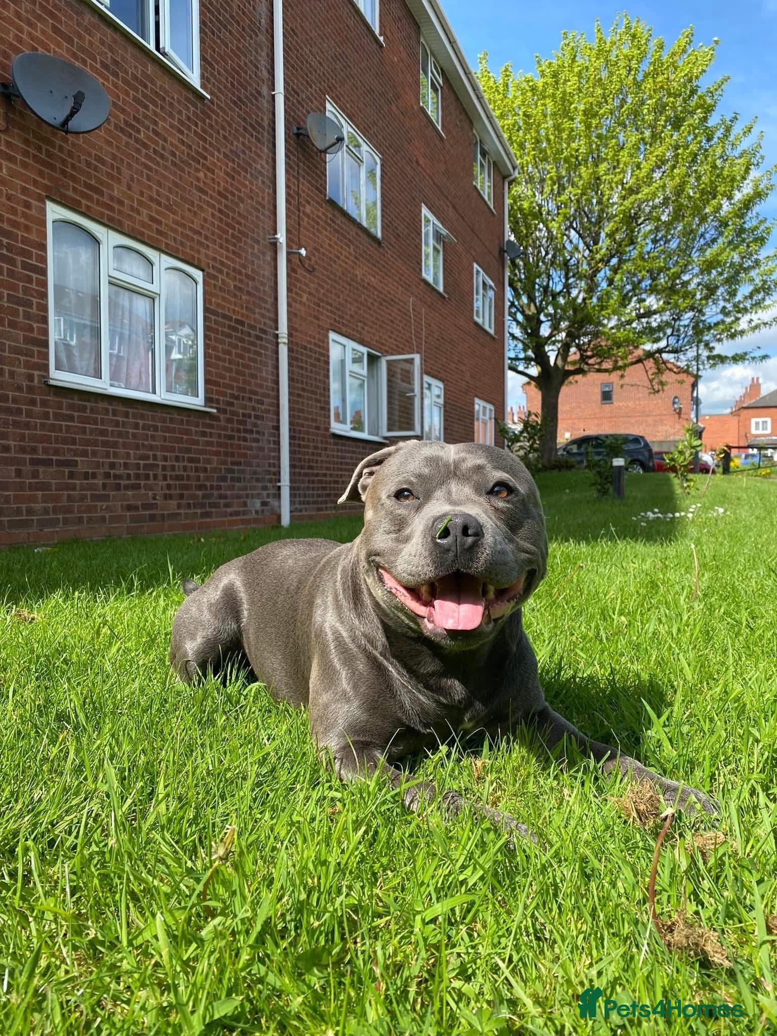 Staffordshire Bull Terrier dogs Hero needs a loving home - Advert 11
