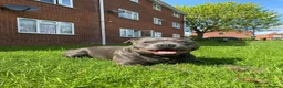 Staffordshire Bull Terrier dogs for sale: Hero needs a loving home - Advert 1