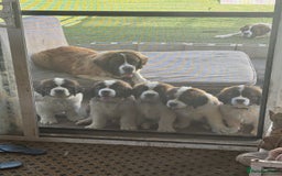 Saint Bernard dogs for sale: Stunning Quality Large Saint Bernard Puppies - Image 6