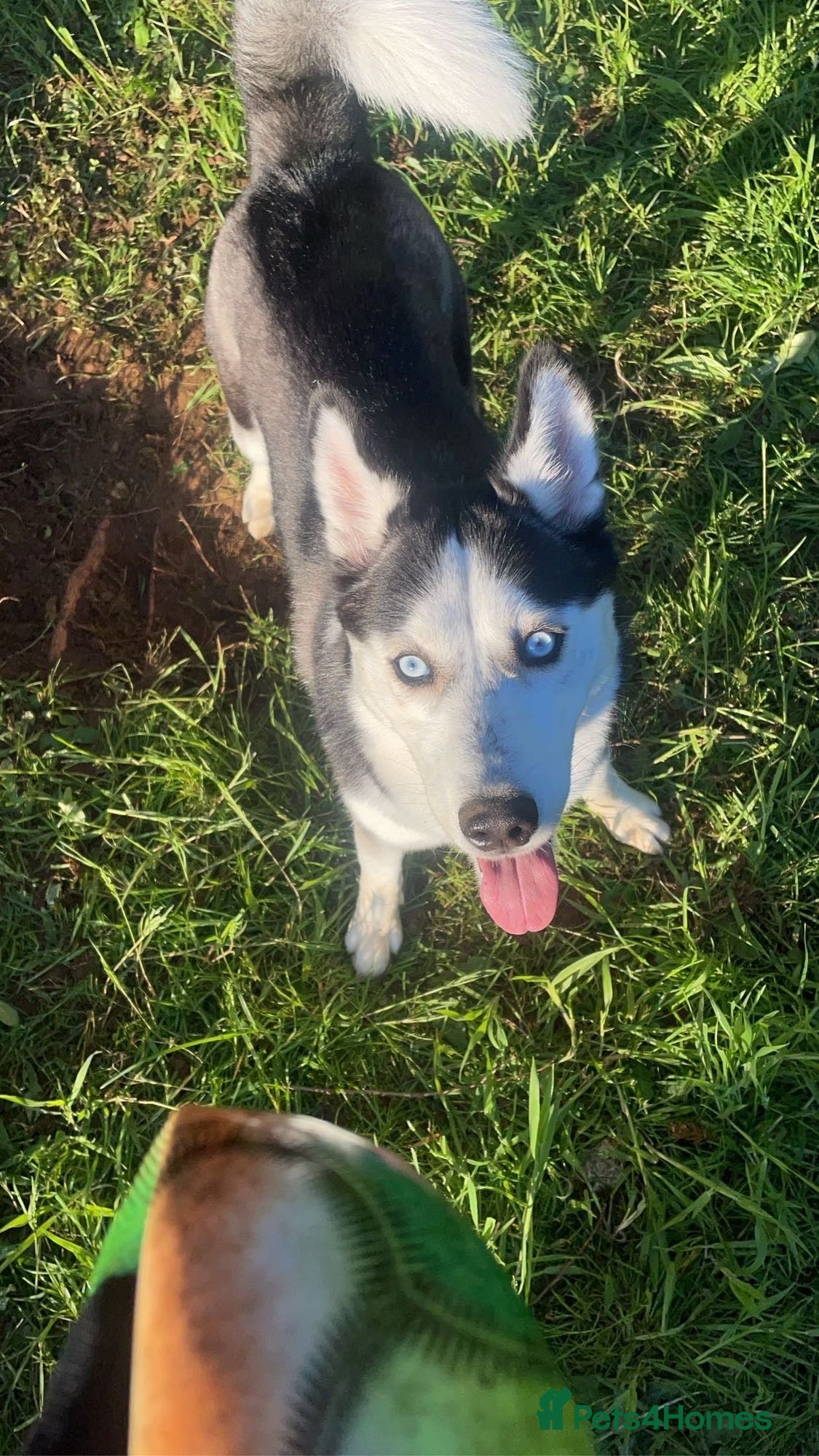 Shepsky dogs Husky cross German shepherd  - Advert 1