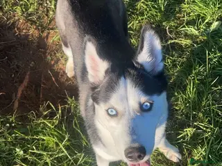 Shepsky dogs Husky cross German shepherd - Advert 1