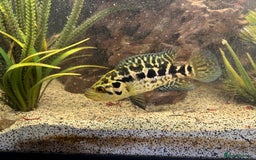 Cichlids fish for sale: Baby Jaguar chichlids - Image 3