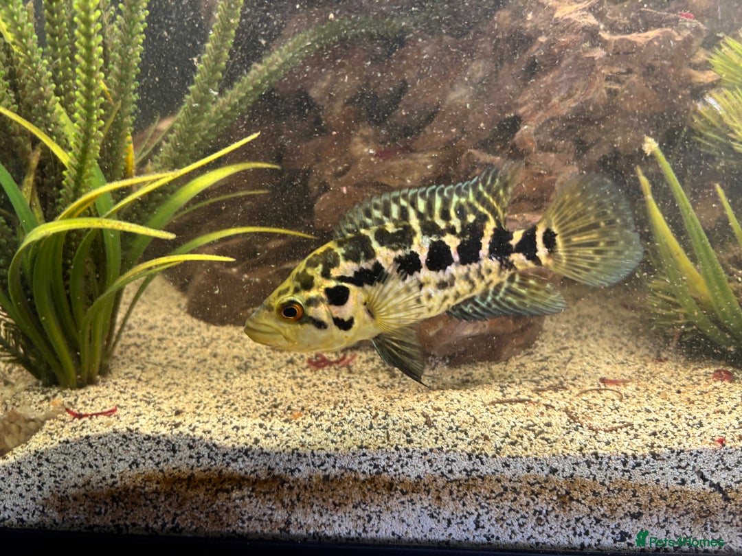 Cichlids fish for sale: Baby Jaguar chichlids - Image 3