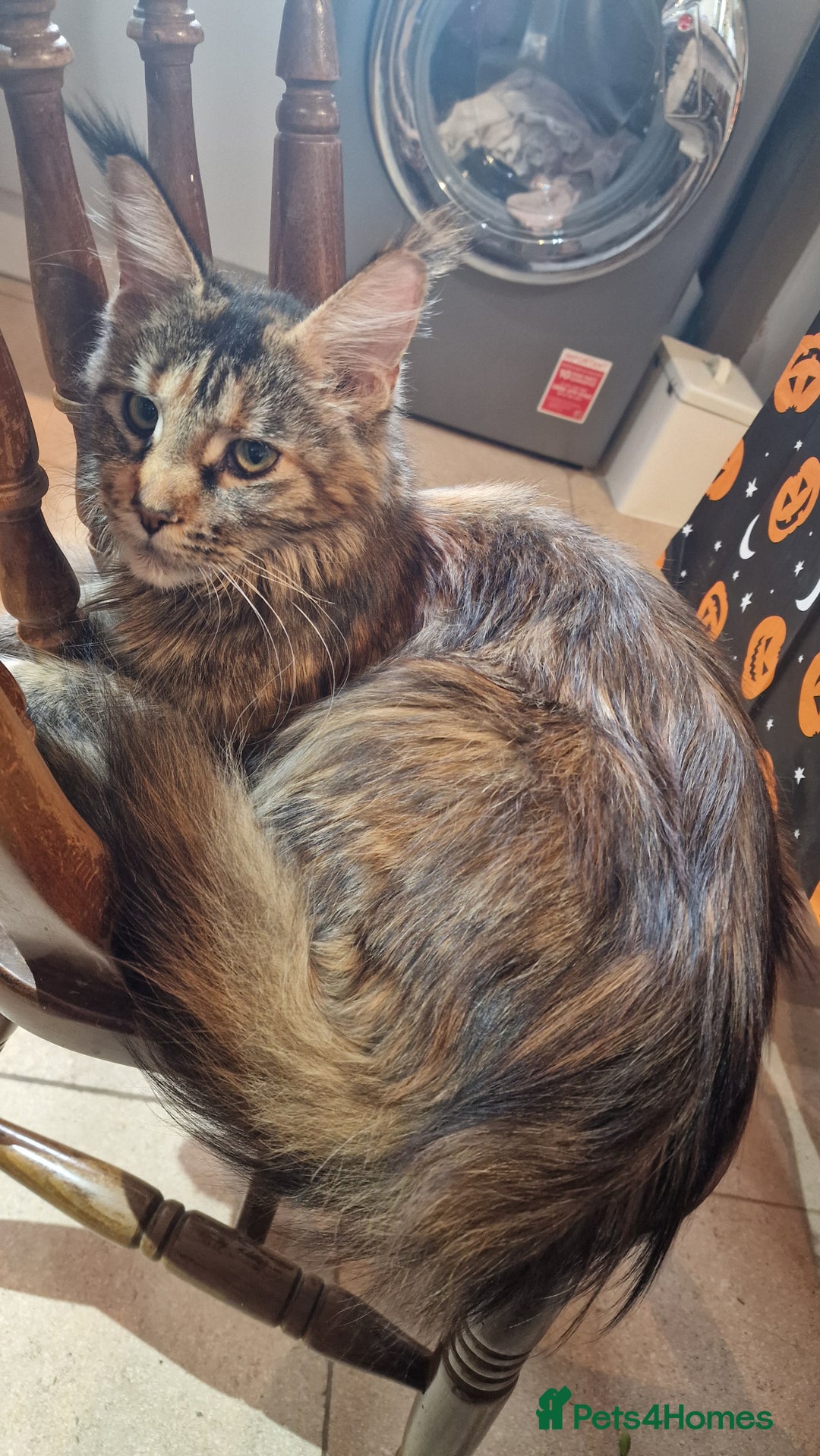 Maine Coon cats for sale: 3 maincoone x kittens - Image 4