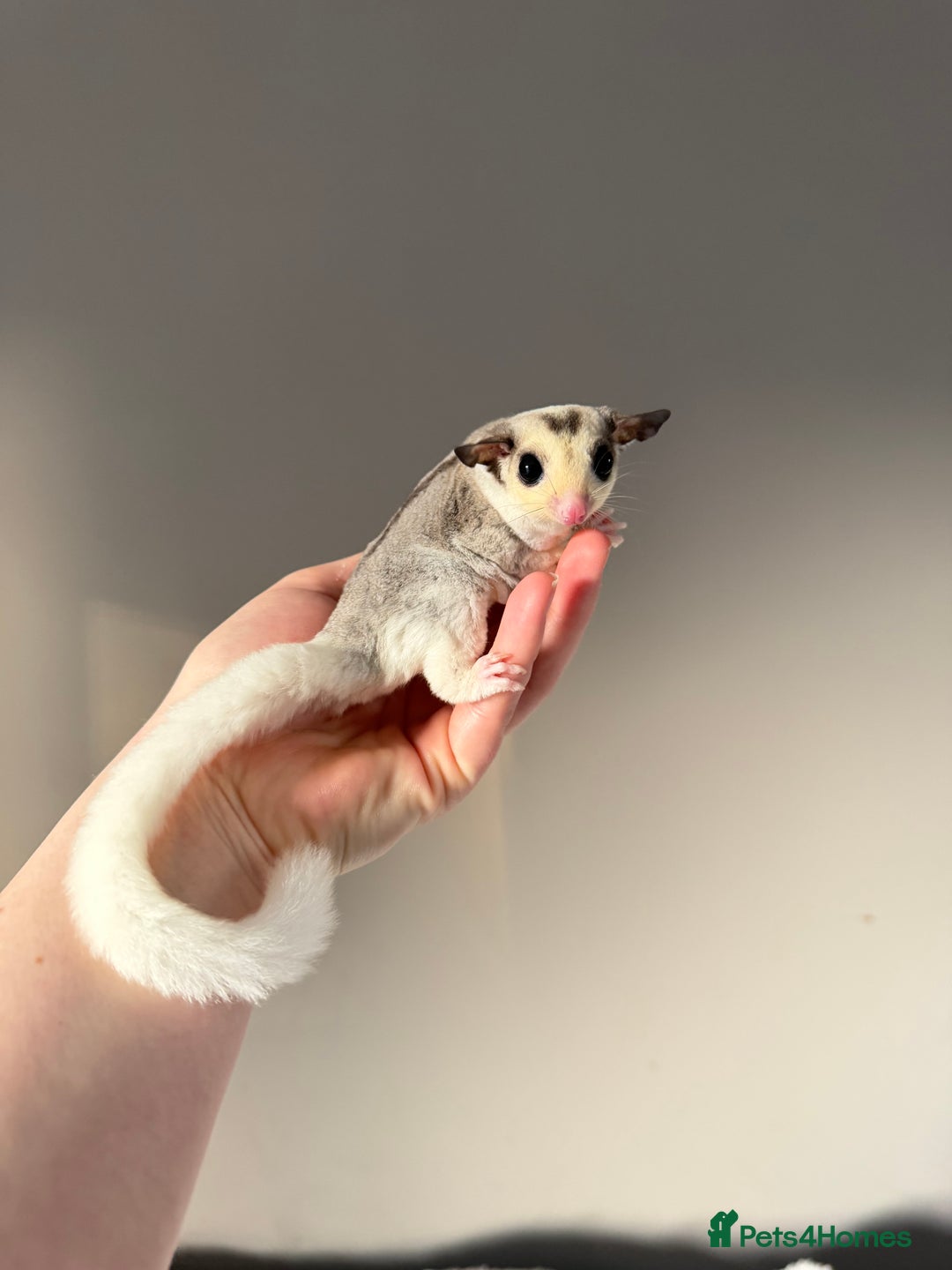 Sugar Glider rodents for sale: Sugar gliders available  - Advert 1