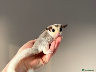 Sugar Glider rodents Sugar gliders available - Advert 11