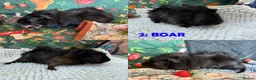 Guinea Pig rodents for sale: Various Guinea Pigs - Ready Now - Advert 4