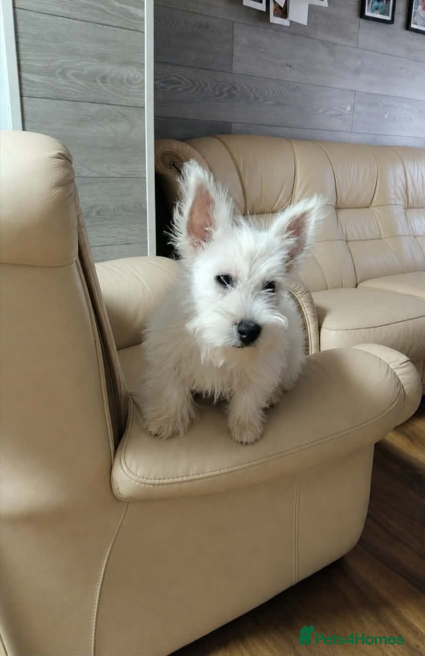 West Highland Terrier dogs Westie puppies available  - Advert 1