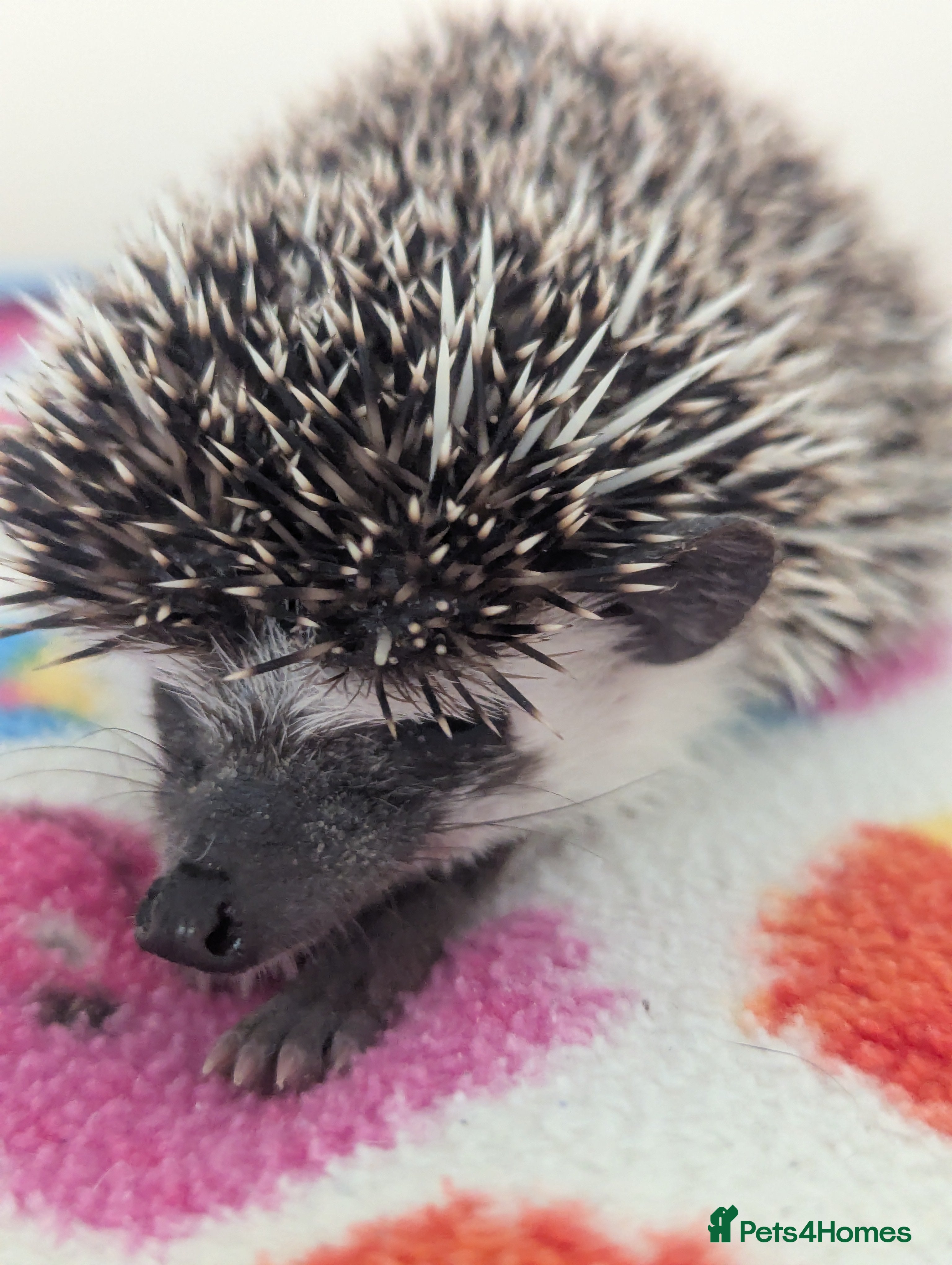 Pygmy Hedgehog rodents REDUCED BABY HOGLETS ONLY £190!! - Advert 1