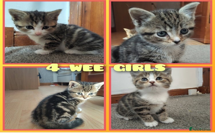 Mixed Breed cats - Advert 1