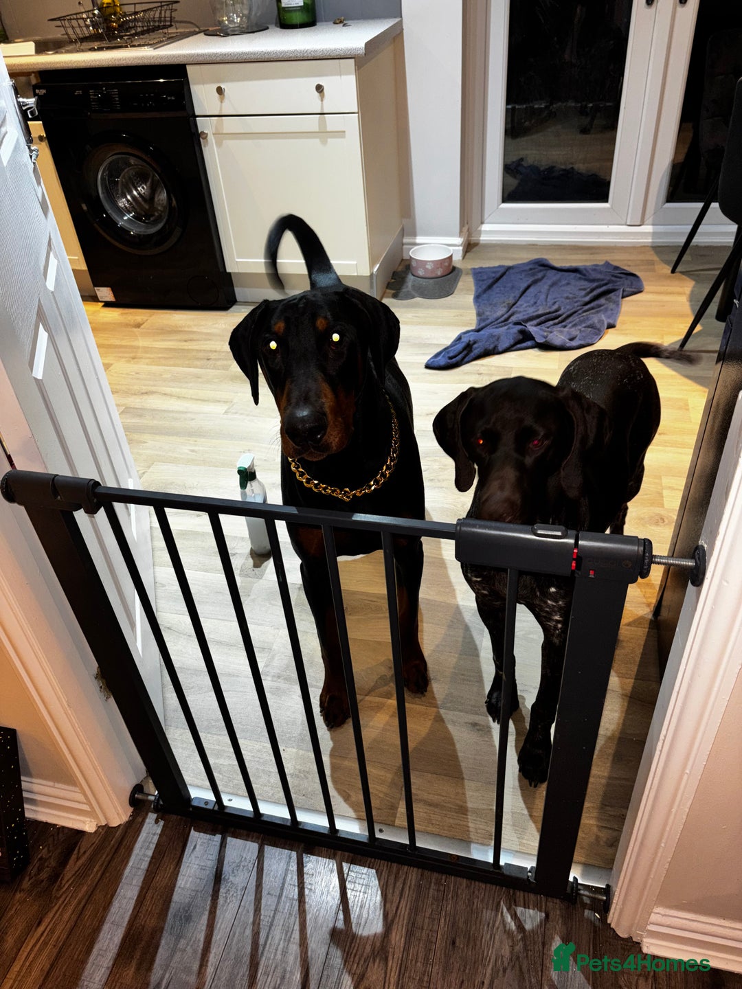 Dobermann dogs for sale: Walter - Advert 10