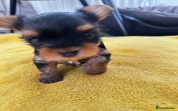 Yorkshire Terrier dogs for sale: Tiny Yorkshire Terrier ( 1 boy and 2girls 🐶🐶) - Image 14