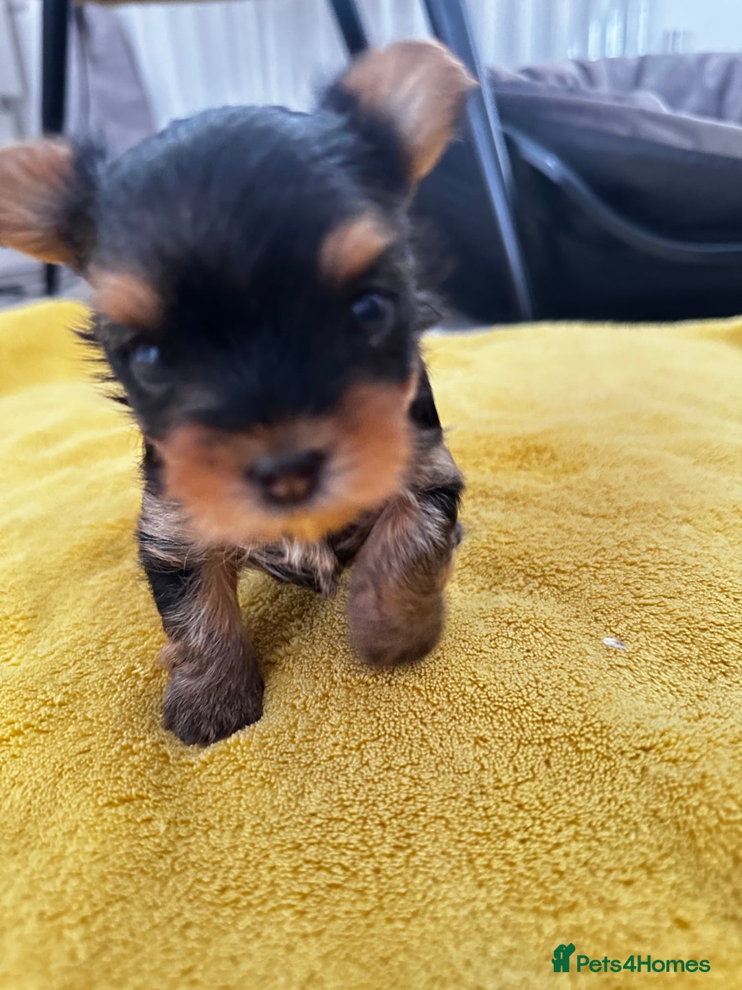 Yorkshire Terrier dogs for sale: Tiny Yorkshire Terrier ( 1 boy and 2girls 🐶🐶) - Image 14