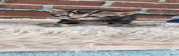 Bengal cats for sale: Beautiful Purebred Bengal Kittens - Advert 9