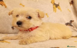 West Highland Terrier dogs for sale: Westiepoo puppies  - Image 10