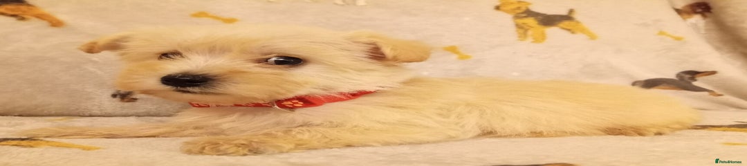 West Highland Terrier Puppy 2