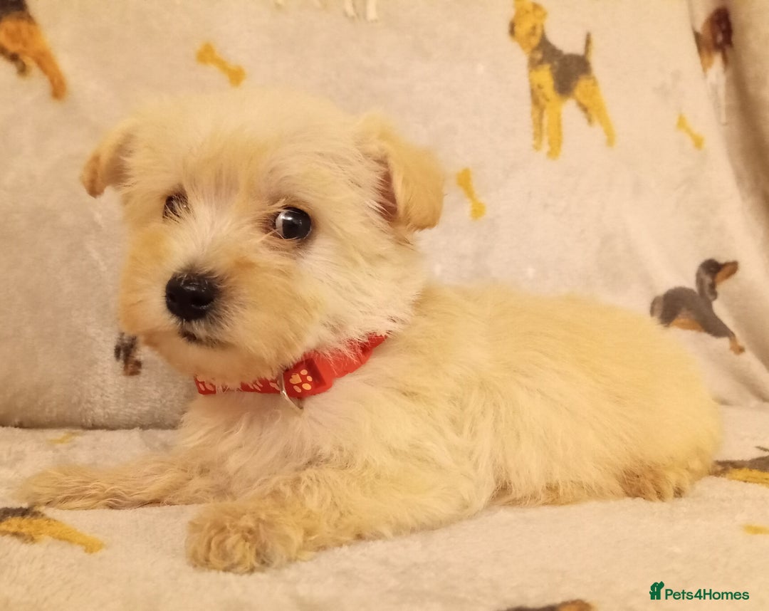 West Highland Terrier dogs for sale: Westiepoo puppies  - Image 10