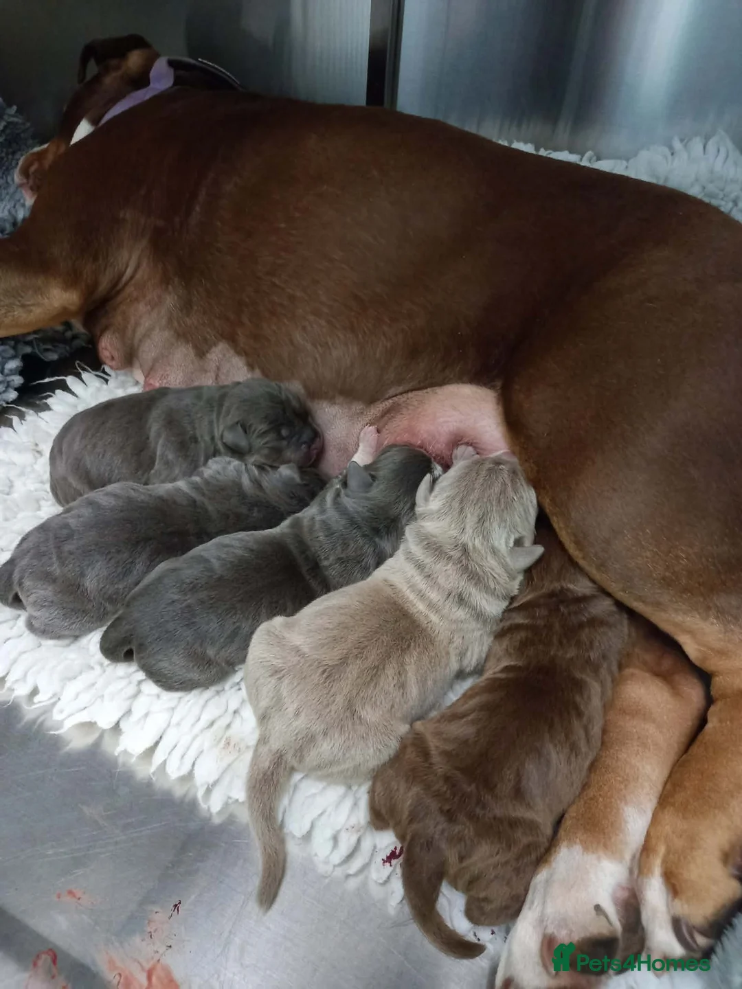 American Bully dogs for sale: Pocket Bully Puppies available in Penrith - Advert 1
