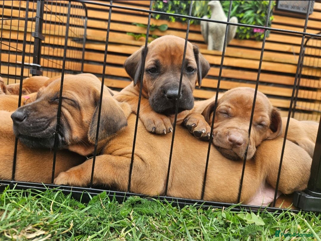 Rhodesian Ridgeback dogs Beautiful Rhodesian Ridgeback Puppies  - Advert 1