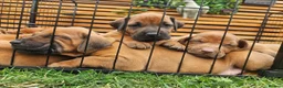 Rhodesian Ridgeback dogs for sale: Beautiful Rhodesian Ridgeback Puppies  - Advert 13