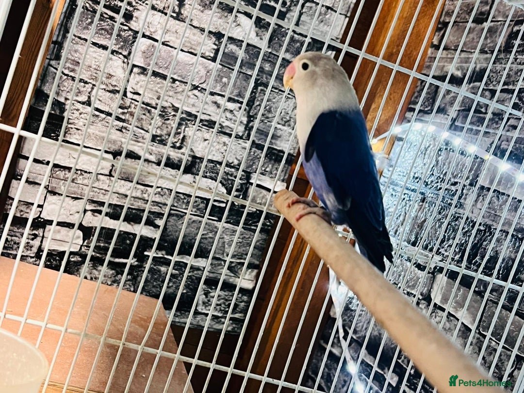 Parakeets birds for sale: Male red rump parakeet and female lovebird  - Advert 10