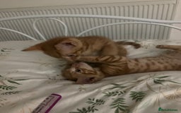 British Shorthair cats for sale: Beautiful Ginger, calico and tuxedo kittens - Image 11