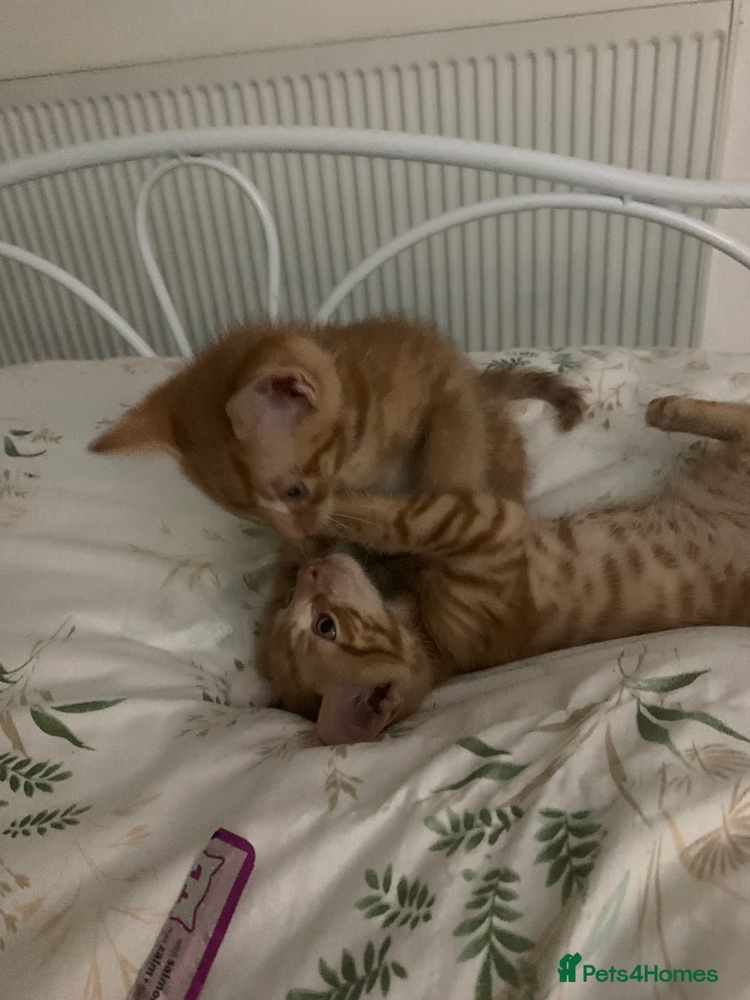 British Shorthair cats for sale: Beautiful Ginger, calico and tuxedo kittens - Image 11