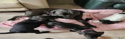 Mixed Breed dogs for sale: Bullmastiff cross puppies - Advert 5