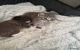 Ragdoll cats for sale: Beautiful cross ragdoll kittens  - Image 5