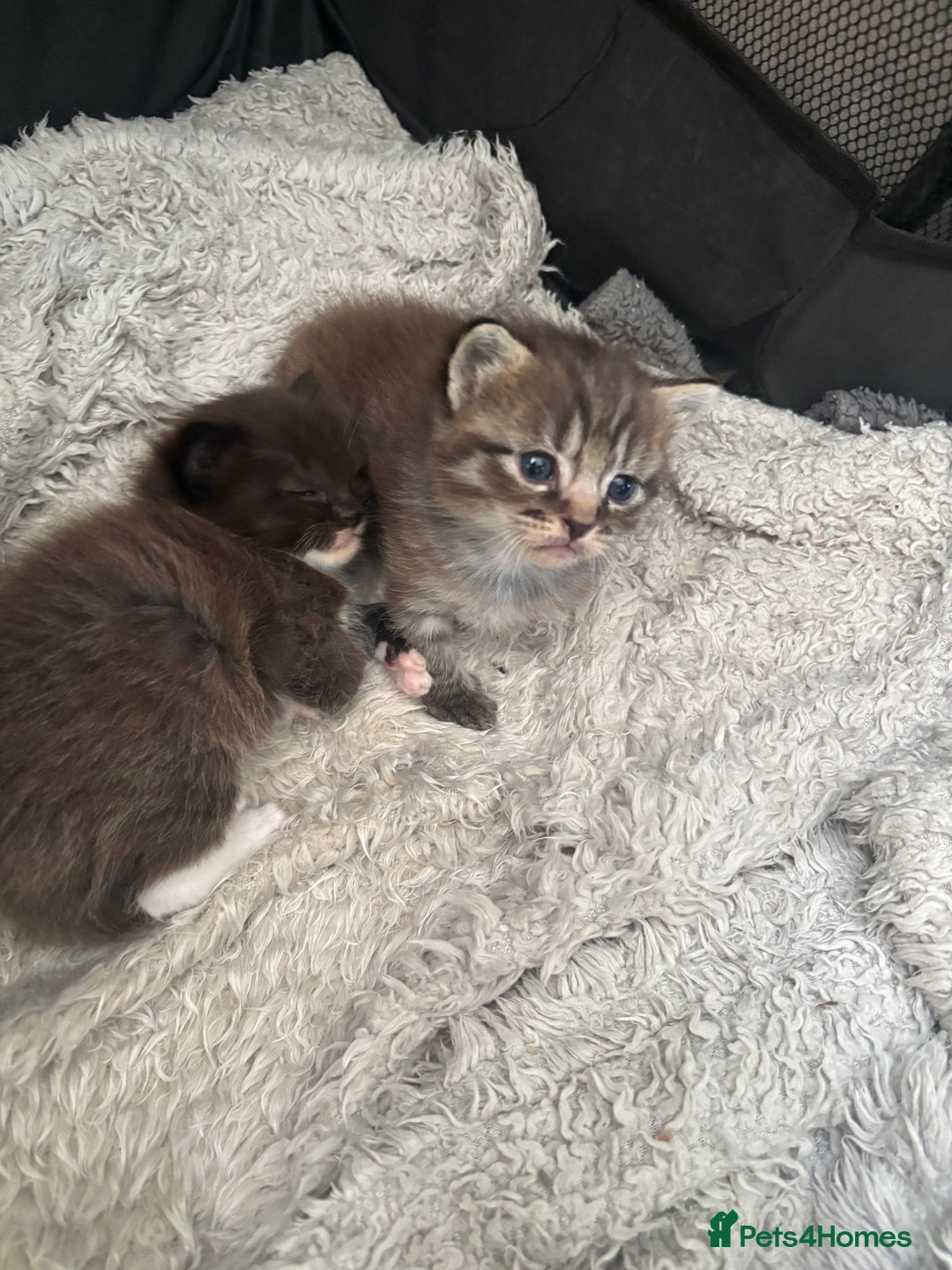 Ragdoll cats for sale: Beautiful cross ragdoll kittens  - Image 5