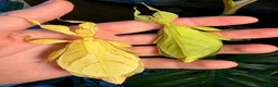 Stick Insects invertebrates for sale: Phyllium letiranti nymphs (leaf / stick insects) - Advert 2