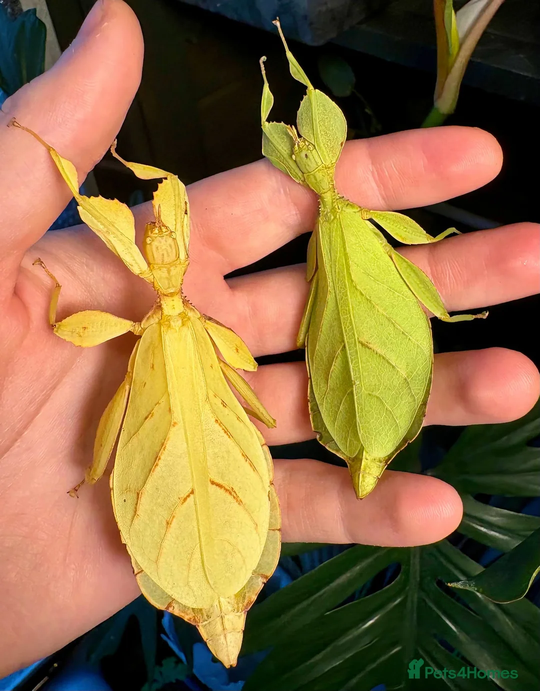 Stick Insects invertebrates for sale: Phyllium letiranti nymphs (leaf / stick insects) - Advert 2
