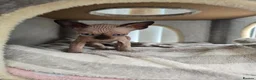 Sphynx cats for sale: LAST BOY💕READY 🩵SPHYNX KITTEN🩵 TESTED - Advert 13
