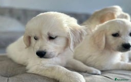 Golden Retriever dogs for sale: STUNNING HEALTH CHECKED PUPPIES - Image 3