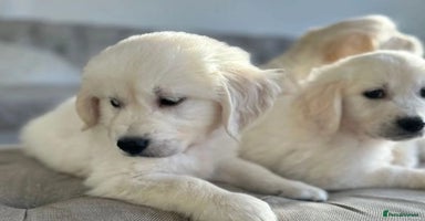 Golden Retriever dogs - Advert 2