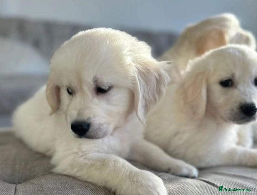 Golden Retriever dogs for sale: STUNNING HEALTH CHECKED PUPPIES - Image 3