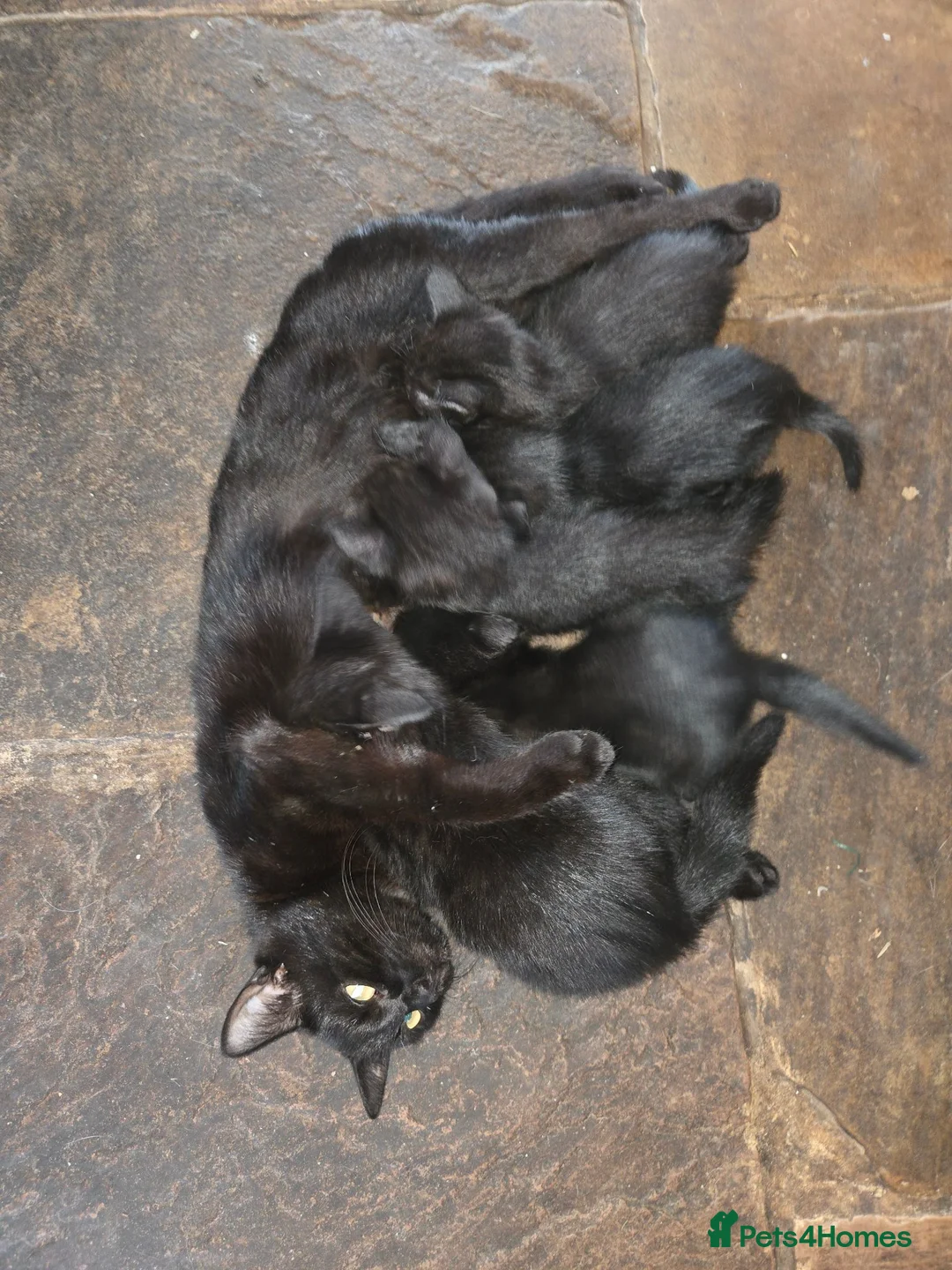 Mixed Breed cats for sale: Ready now! Lovely black kitten! Female.  - Advert 2