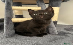 Bombay cats for sale: Last 2 remaining Kittens for sale  - Image 24