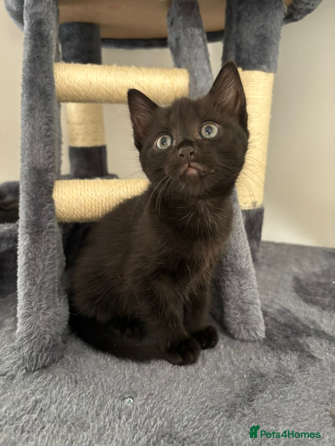 Bombay cats for sale: Last 2 remaining Kittens for sale  - Image 24
