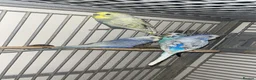Budgerigars birds for sale: Male and female budgies - Advert 7