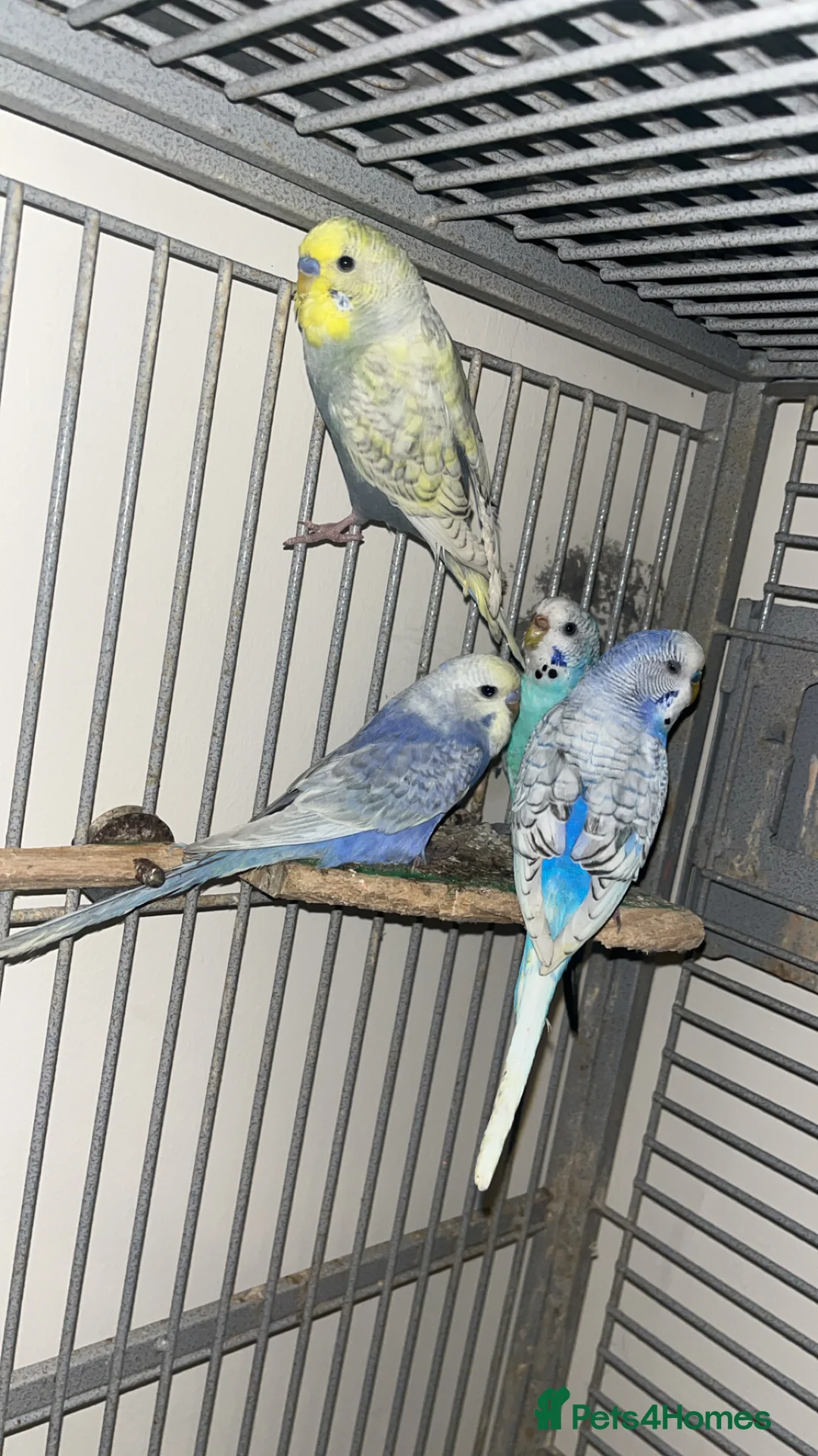 Budgerigars birds for sale: Male and female budgies - Advert 7