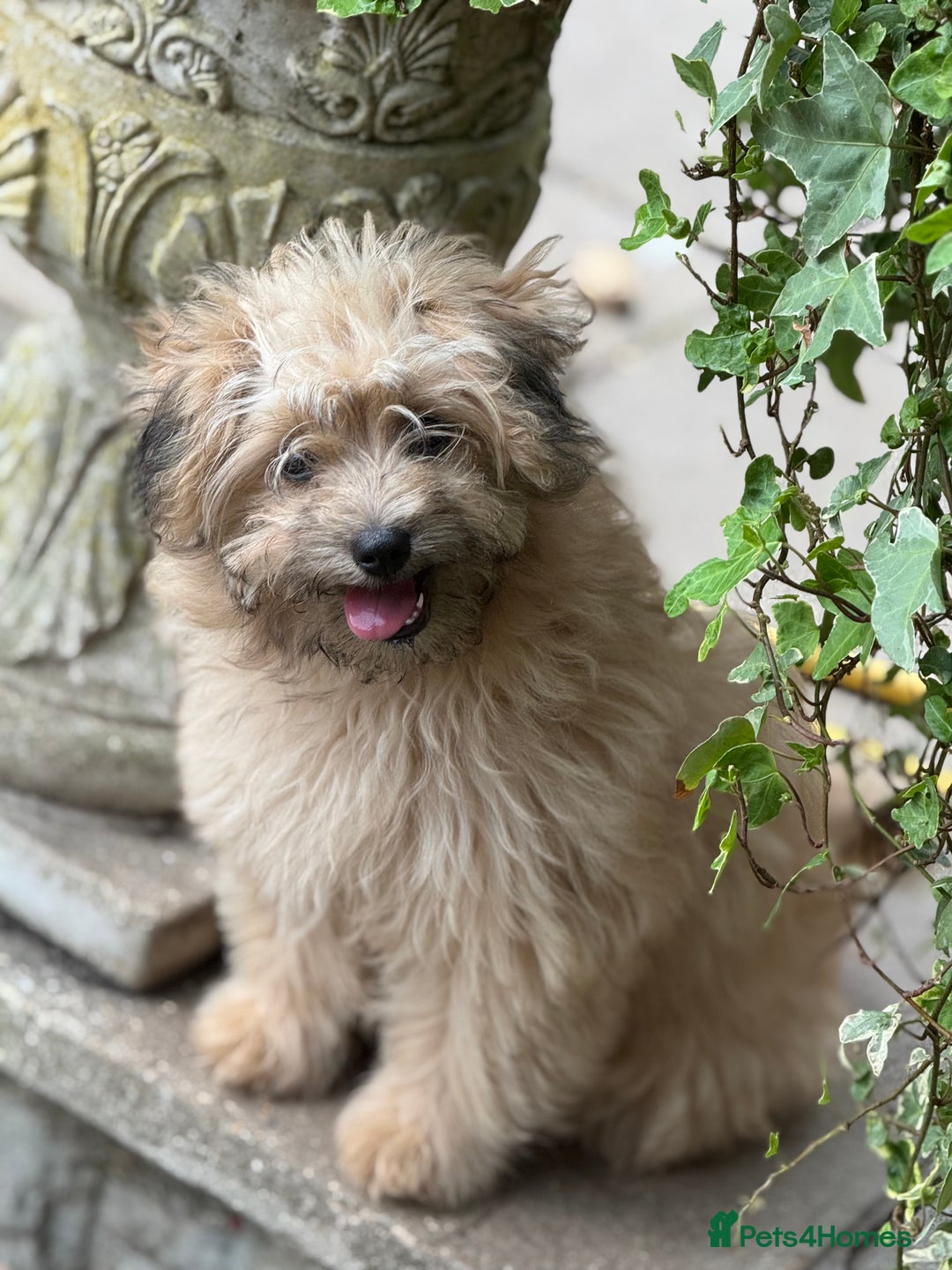 Pomapoo dogs for sale: Adorable pomapoo girl fully health tested parental in Southampton - Image 1
