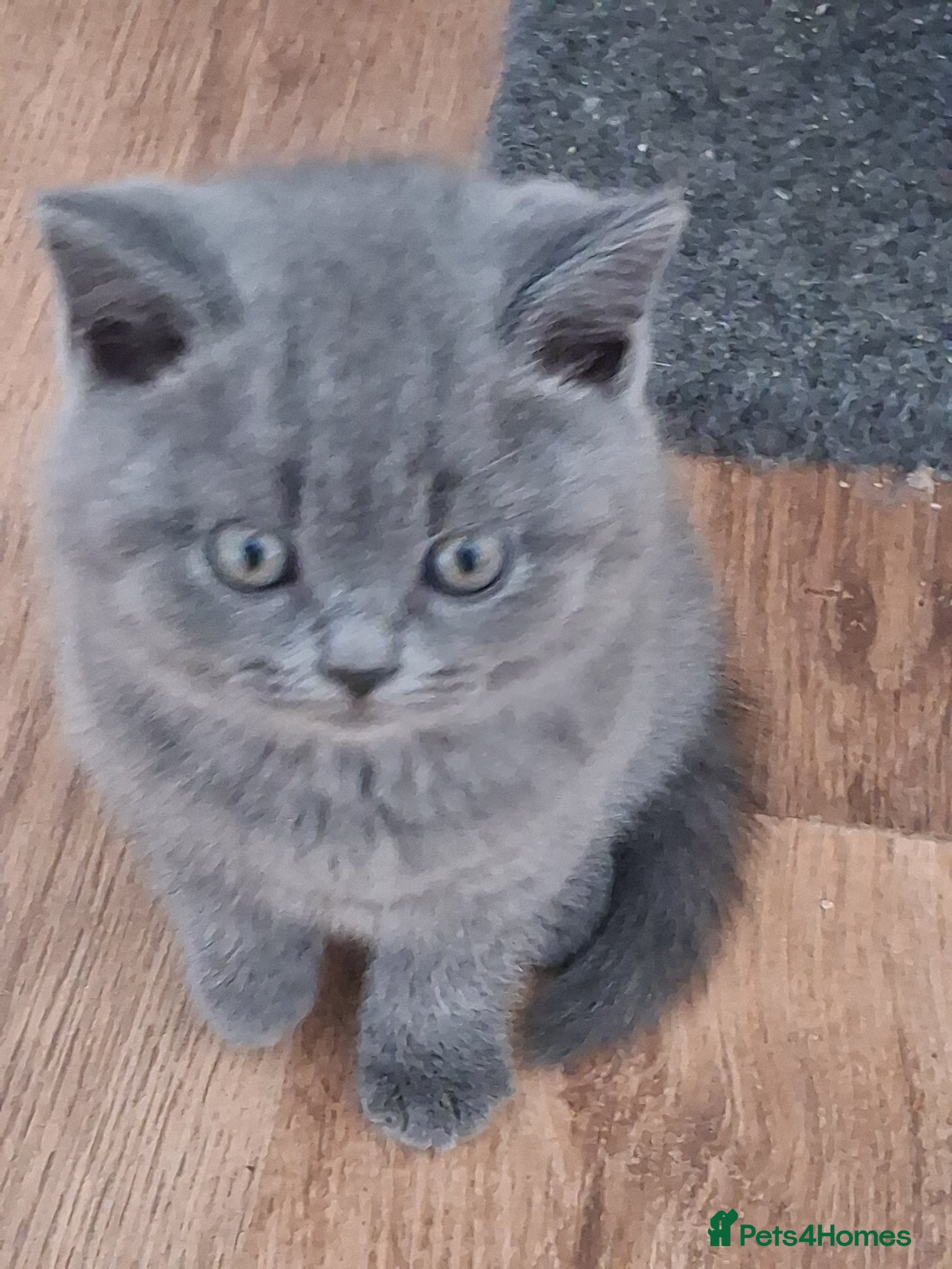 British Shorthair cats British short hair - Advert 16