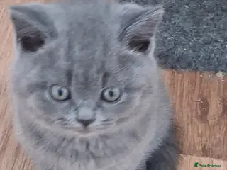 British Shorthair cats British short hair - Advert 16