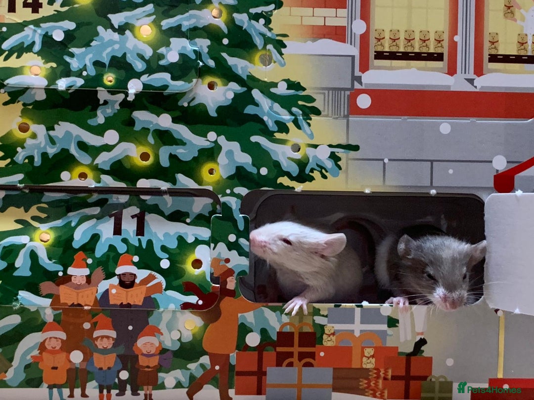 Mouse rodents for sale: Friendly fancy mice - Advert 5